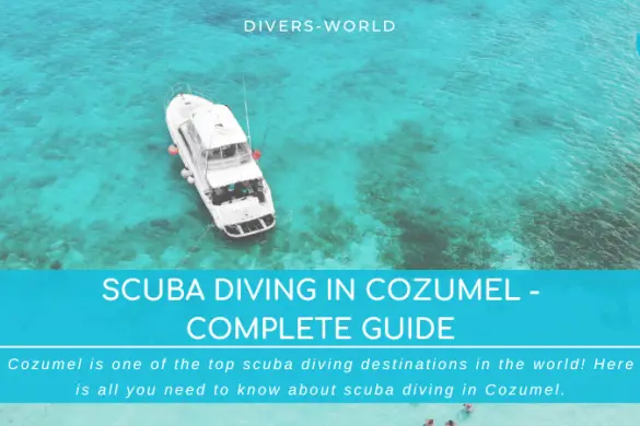 Scuba Diving In Miami Complete Guide To The Best Diving 6993